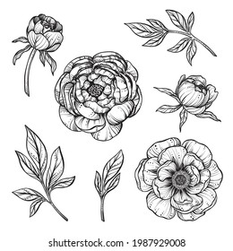 Vector set of black and white peony flowers isolated on white background. Hand drawn beautiful collection