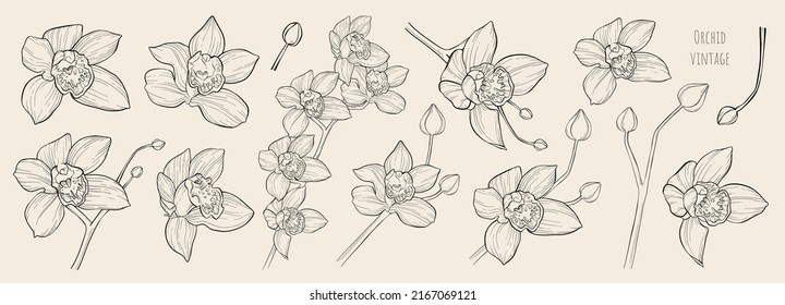 Vector set of  black and white vintage orchids. Slightly shaded ink drawn big exotic flower buds on branch. Linear decorative elements for summer card, banner, invitation design. Different angles.