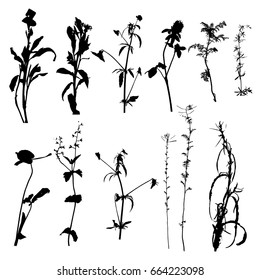 vector set of black wild plants silhouettes isolated at white background, floral elements