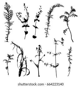 vector set of black wild plants silhouettes isolated at white background, floral elements