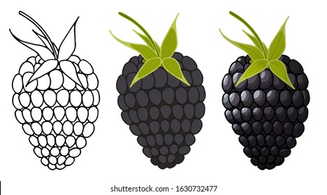 Vector set of blackberries isolated on white background