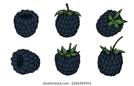 Conjunto de vectores de cliparts de mora negra. Icono de berry dibujado a mano. Ilustración de fruta. Para imprimir, web, diseño, decoración, logotipo.
