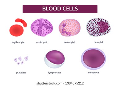 Vector Set Blood Cells 3d White Stock Vector (Royalty Free) 1384575212 ...