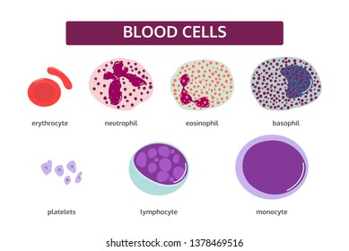 Vector Set Blood Cells 3d White Stock Vector (Royalty Free) 1384575212 ...