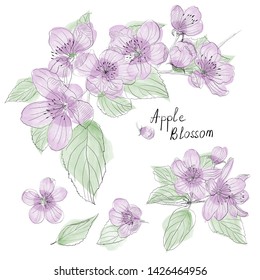
Vector set with blooming apple tree. Apple branch, flowers, leaves. Contour drawing with watercolor paint overlay. Apple Blossom.