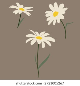 Vector set of blooming camomiles with stems and leaves. 