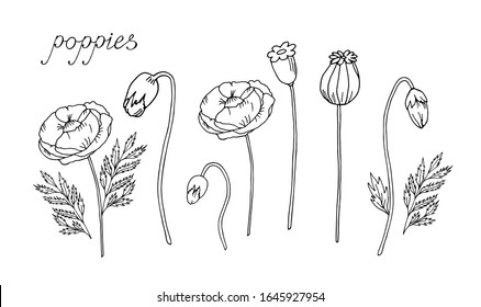 Vector set of blooming poppies.