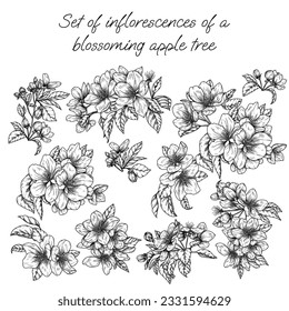 Vector set of blossoming apple tree inflorescences in engraving style