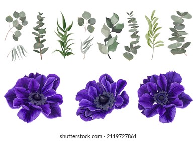 Vector set of blue anemones and plants. Compositions of plants. Plants and flowers isolated on a white background. Elements for floral design.