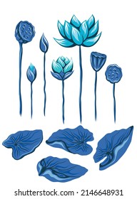 Vector set of blue lotuses and stems. Botanical collection with foliage and flowers isolated from background. Flat hand drawn clip art of water lilies and seed pods