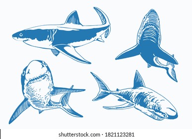 Conjunto vectorial de tiburones azules, ilustración gráfica