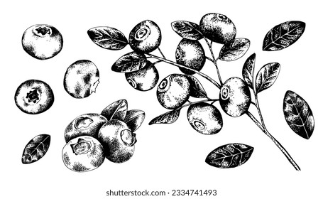 Vector set of blueberry branch with berries and leaves, blueberries and leaves isolated on white background in engraving style. Natural products design set.