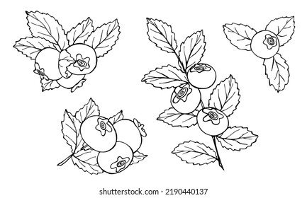 Vector set of blueberry clipart. Hand drawn berry icon. Fruit illustration. For print, web, design, decor, logo.