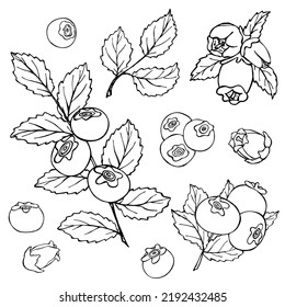 Vector set of blueberry clipart. Hand drawn berry icon. Fruit illustration. For print, web, design, decor, logo.