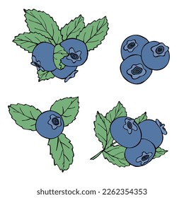 Vector set of blueberry clipart. Hand drawn berry icon. Fruit illustration. For print, web, design, decor, logo.