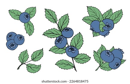 Vector set of blueberry clipart. Hand drawn berry icon. Fruit illustration. For print, web, design, decor, logo.