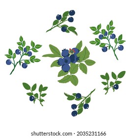 Vector set of blueberry twigs with leaves isolated on a white background. Plant design elements.