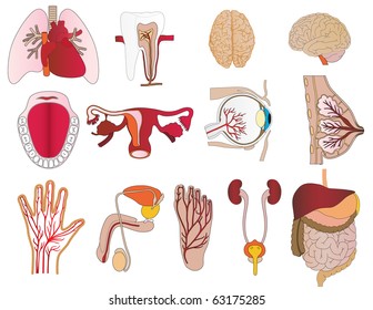 Vector a set of bodies a liver lungs tooth a jaw heart a stomach