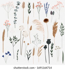 Vector set boho plants  Beautiful wild grass   flowers  Collection floral elements: pampas grass  poppy heads  lavander  cotton   other  Stylish flat elements for your design