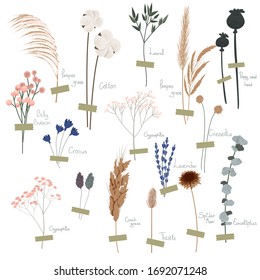 Vector set of boho plants. Beautiful hand drawn wild grass and flowers. Collection of floral elements: pampas grass, poppy heads, lavander, cotton and other. Stylish flat elements for your design