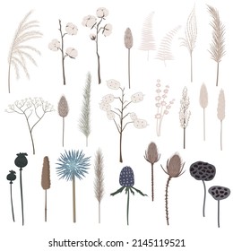 Vector set of boho plants. Beautiful pastel wild grass and flowers. Collection of floral elements: pampas grass, poppy heads, cotton, lunaria and other. Stylish flat elements for your design