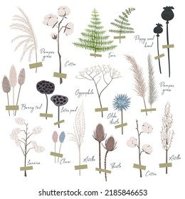 Vector set of boho plants. Beautiful pastel wild grass and flowers. Collection of floral elements: pampas grass, poppy heads, lunaria, cotton and other. Stylish flat elements for your design