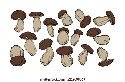 vector set of boletus mushrooms, drawn in black outline with color fill. individual mushrooms are shown close-up. vector botanical illustration