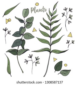 Vector Set botanic elements- herbs, leaf. Collection garden and wild foliage, branches. Illustration isolated on white background plants