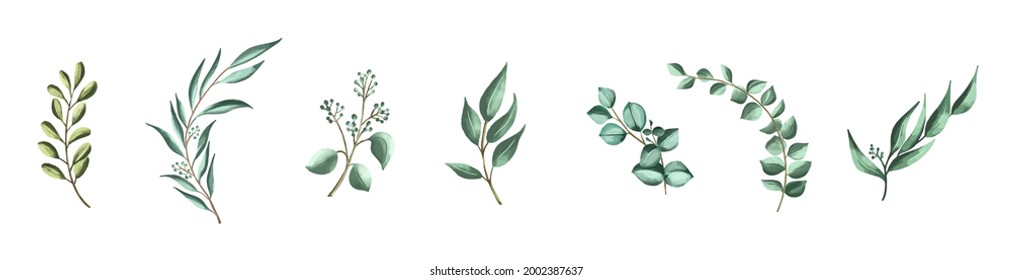 Vector set botanical elements - wildflowers, herbs and wild foliage, eucalyptus, exotic plants. Isolated elements on a white background. Hand painted watercolor botanical illustration. 