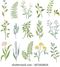 Conjunto vectorial de hojas botánicas con fondo blanco, hoja de ilustración para diseño o carta de matrimonio decorativa o fondo de fondo y papel tapiz