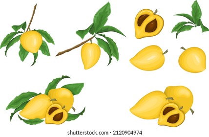 Vector set of botanical illustrations. Lucuma fruit, fruits, distya, twigs, cutaway fruit. Superfood isolated on white background
