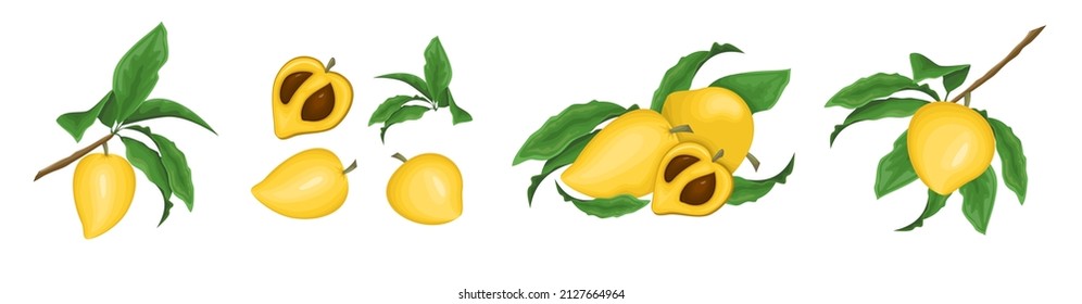 Vector set of botanical illustrations. Lucuma fruit, fruits, distya, twigs, cutaway fruit. Superfood isolated on white background