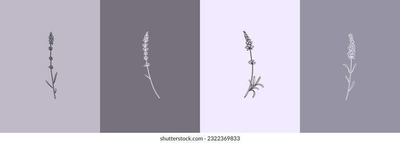 Vector set of botanical illustrations in minimal linear style, lavender flower illustration set, minimalistic modern floral logo