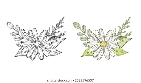 Vector set bouquet with chamomile leaves and greenery. Composition with daisy flowers. Color and black and white graphics, illustration for design and decoration.