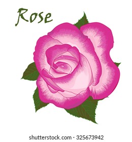 Vector set of bouquets of pink roses, Best for greeting card, invitation for wedding, birthday and holiday summer background
