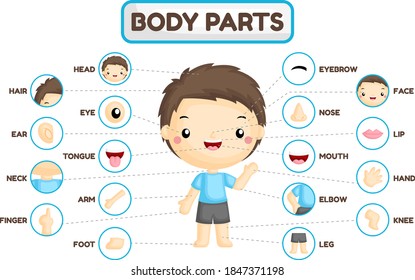 A Vector Set of Boy Body Parts with Detailed Part of the Body 