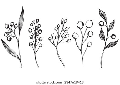 Conjunto vectorial de ramas con bayas. dibujo a mano de tinta de plantas silvestres y hierbas, ilustración botánica artística monocromática para fondos. Temlate para tarjetas de boda y poligrafía, logotipo, tatuaje