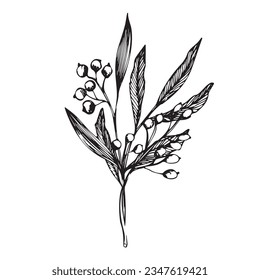 Conjunto vectorial de ramas con bayas. dibujo a mano de tinta de plantas silvestres y hierbas, ilustración botánica artística monocromática para fondos. Temlate para tarjetas de boda y poligrafía, logotipo, tatuaje