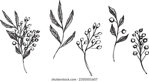 Vector set of branch with berries. ink hand drawing wild plants and herbs, monochrome artistic botanical illustration for backgrounds. Temlate for wedding cards and polygraphy, logo, tattoo