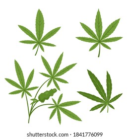 Vector set of branch with cannabis bump and leaves isolated on white. Marijuana plant in cartoon style.
