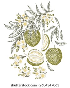 Vector set with a branch with durian fruits, a slice, a piece, a half of a fruit. Linear color elements. Organic fruit growing. Set of ingredients. Healthy eating