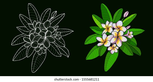 Vector set of branch and flowers outline Plumeria or Frangipani black white and colorfull. Set of Hand drawn exotic tropical flowers in contour style for print for design.