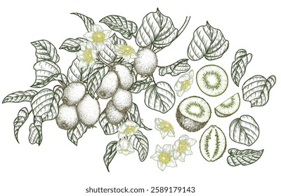 Vector set with a branch with kiwi fruits, a slice, a piece, a half of a fruit. Linear color elements. Organic fruit growing. Set of ingredients. Healthy eating