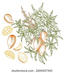 Vector set with a branch with mango fruit, a piece, a half of a fruit. Linear color elements. Organic fruit growing. Set of ingredients. Healthy eating