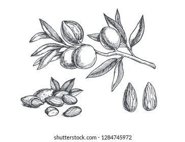 Vector set with branch and nuts. Vintage hand drawn botanical illustration with details of almond.