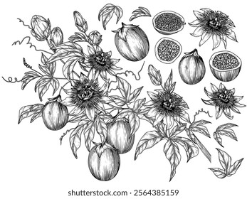 Vector set with a branch with passion fruit, a slice, a piece, a half of a fruit