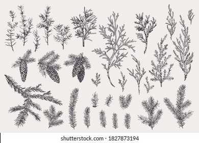 Vector set of branches and cones of spruce, juniper. Christmas evergreens. Winter vintage botany. Engraving style. Black and white.