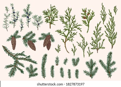 Vector set of branches and cones of spruce, juniper. Christmas evergreens. Winter vintage botany. Colorful.