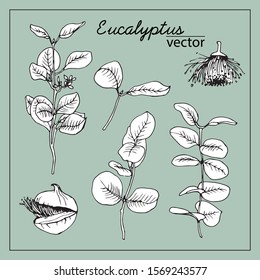 Vector set of branches and flowers of eucalyptus. Black outline, on a green background, drawn by hand. For creating designs, cards, botanical books, coloring books.
