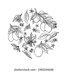 Vector con ramas, frutas y flores de plantas cítricas. Limones dibujados a mano en textura de calidad para imprimir sobre telas y papel. Papel de escritorio con plantas